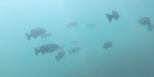 Screen Shot 2019-07-28 at 3.52.27 PM.png